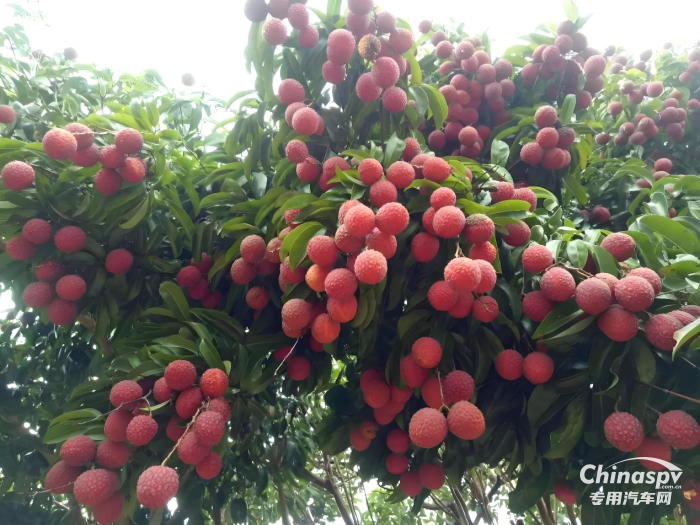 “一騎紅塵妃子笑”新傳：奧鈴北極熊冷藏車(chē)護(hù)航，荔枝鮮甜如初